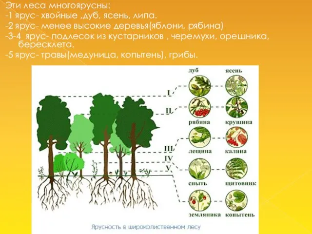 Эти леса многоярусны: -1 ярус- хвойные ,дуб, ясень, липа. -2 ярус- менее