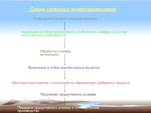 Схема селекции микроорганизмов Природный штамм микроорганизма выявление и отбор продуктивного стабильного штамма