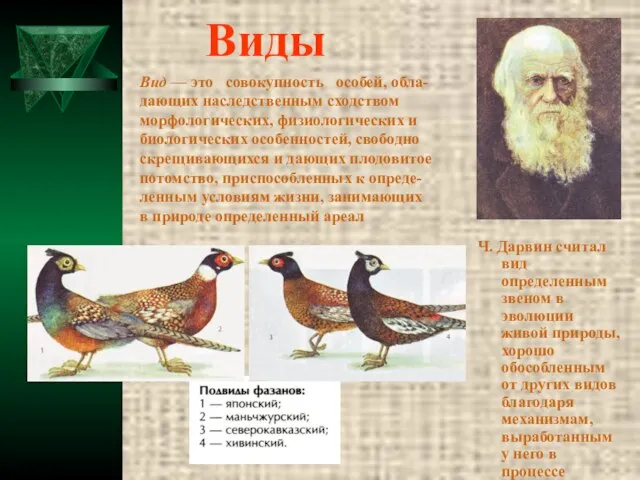 Виды Ч. Дарвин считал вид определенным звеном в эволюции живой природы, хорошо
