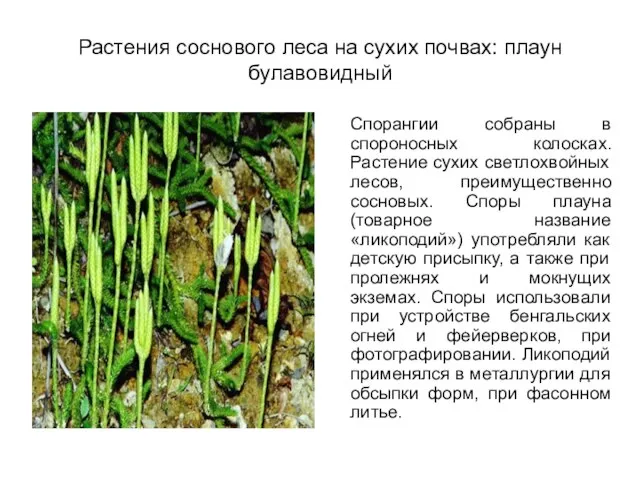 Растения соснового леса на сухих почвах: плаун булавовидный Спорангии собраны в спороносных