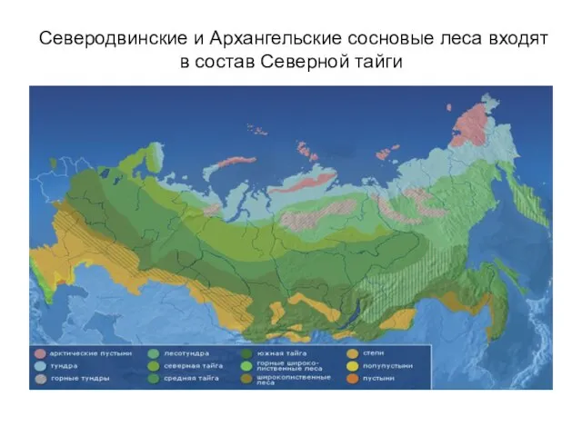 Северодвинские и Архангельские сосновые леса входят в состав Северной тайги