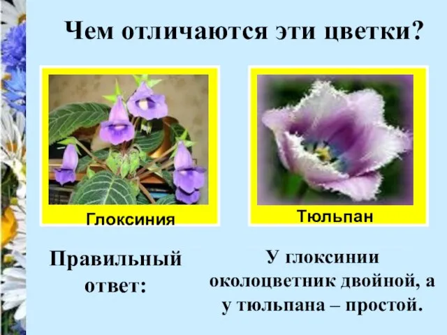Чем отличаются эти цветки? Глоксиния Тюльпан Правильный ответ: У глоксинии околоцветник двойной,