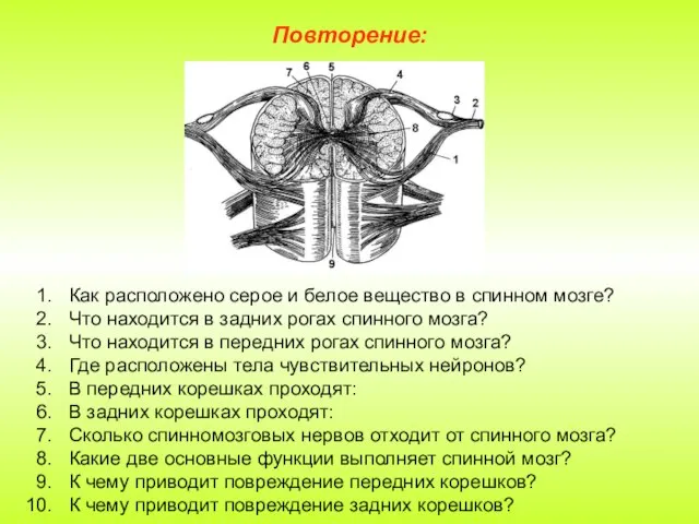 Повторение: Как расположено серое и белое вещество в спинном мозге? Что находится