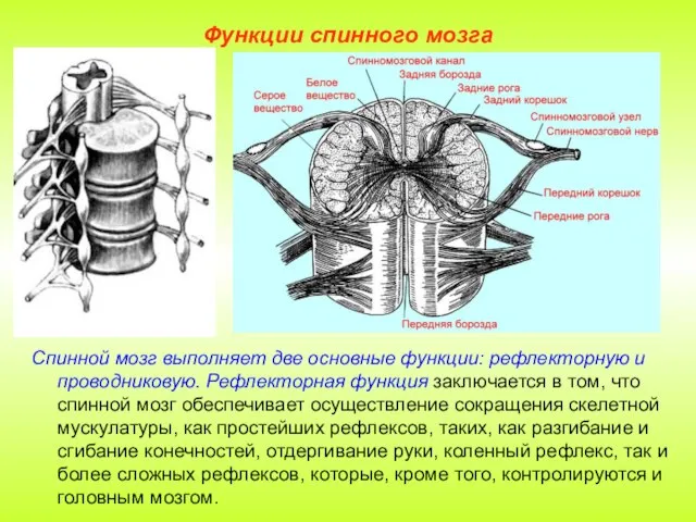 Функции спинного мозга Спинной мозг выполняет две основные функции: рефлекторную и проводниковую.