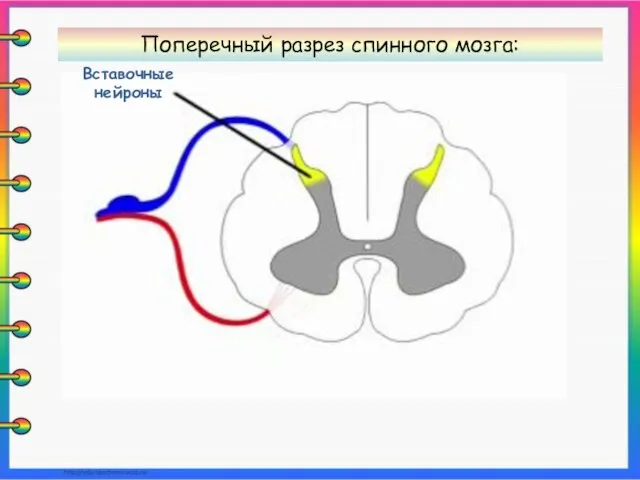 Вставочные нейроны Поперечный разрез спинного мозга: