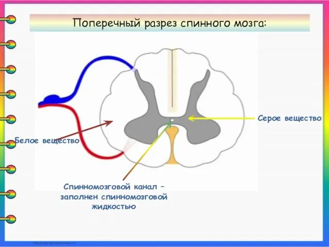 Спинномозговой канал – заполнен спинномозговой жидкостью Серое вещество Белое вещество Поперечный разрез спинного мозга: