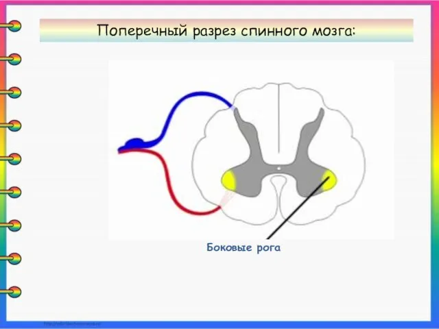 Боковые рога Поперечный разрез спинного мозга: