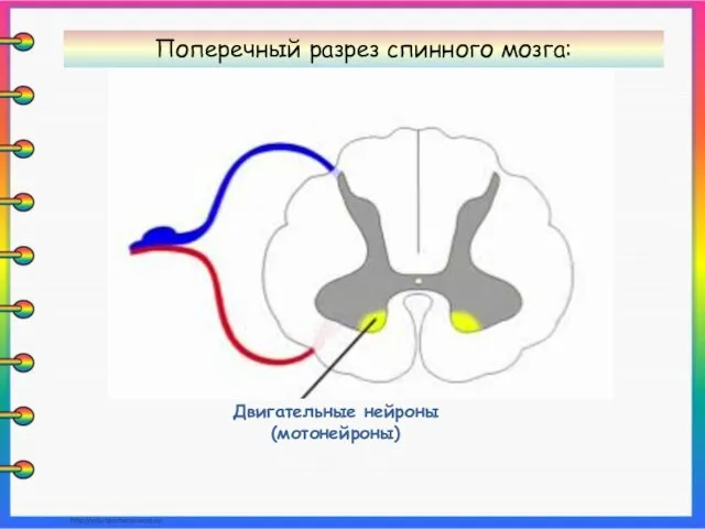 Двигательные нейроны (мотонейроны) Поперечный разрез спинного мозга: