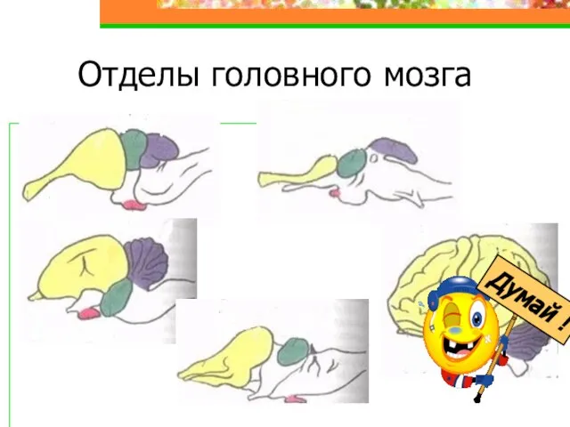 Отделы головного мозга