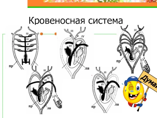 Кровеносная система