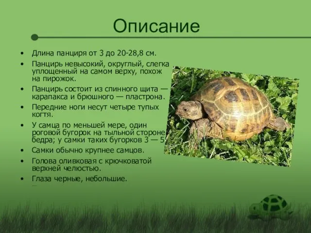 Описание Длина панциря от 3 до 20-28,8 см. Панцирь невысокий, округлый, слегка