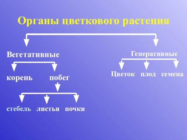 Органы цветкового растения Вегетативные корень побег стебель листья почки Генеративные Цветок плод семена