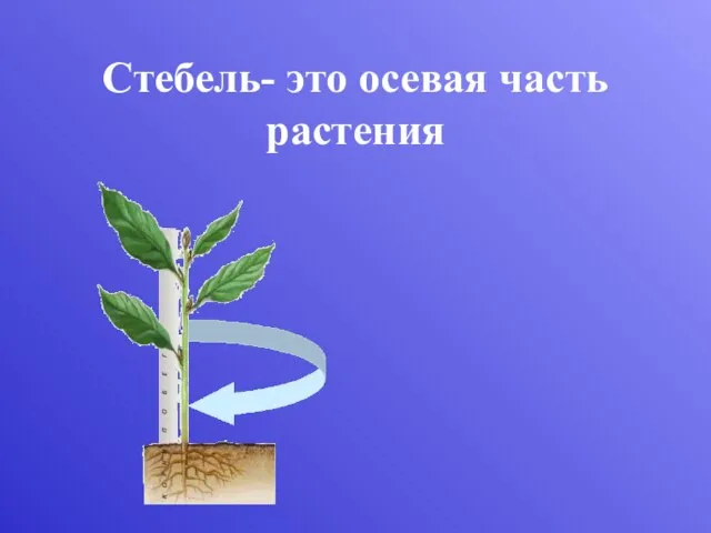 Стебель- это осевая часть растения