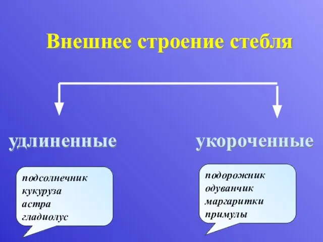 Внешнее строение стебля удлиненные укороченные подсолнечник кукуруза астра гладиолус подорожник одуванчик маргаритки примулы