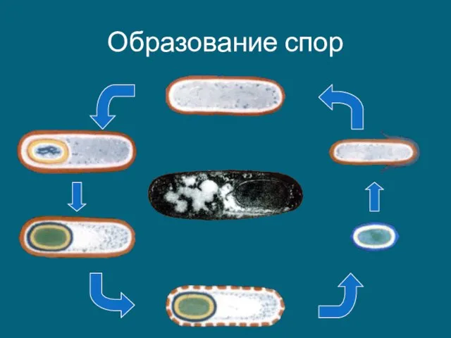 Образование спор