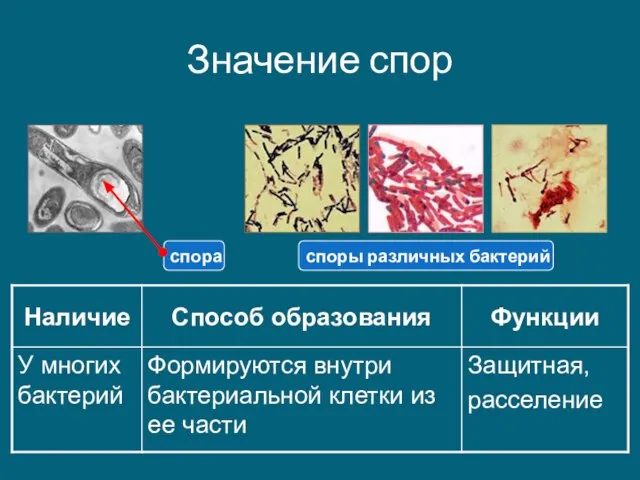 Значение спор споры различных бактерий