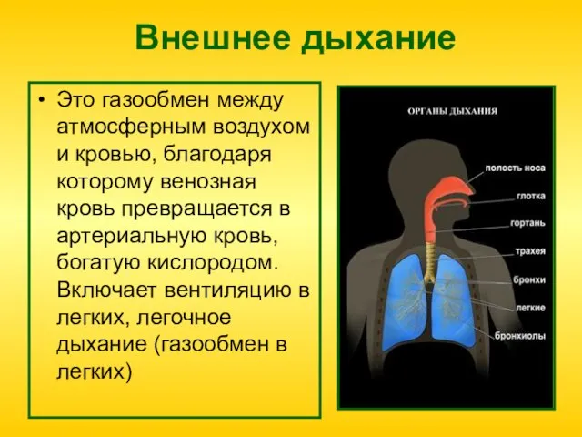 Внешнее дыхание Это газообмен между атмосферным воздухом и кровью, благодаря которому венозная