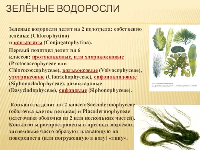 Зелёные водоросли Зеленые водоросли делят на 2 подотдела: собственно зелёные (Chlorophytina) и