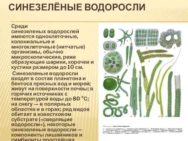 Синезелёные водоросли Среди синезеленых водорослей имеются одноклеточные, колониальные и многоклеточные (нитчатые) организмы,