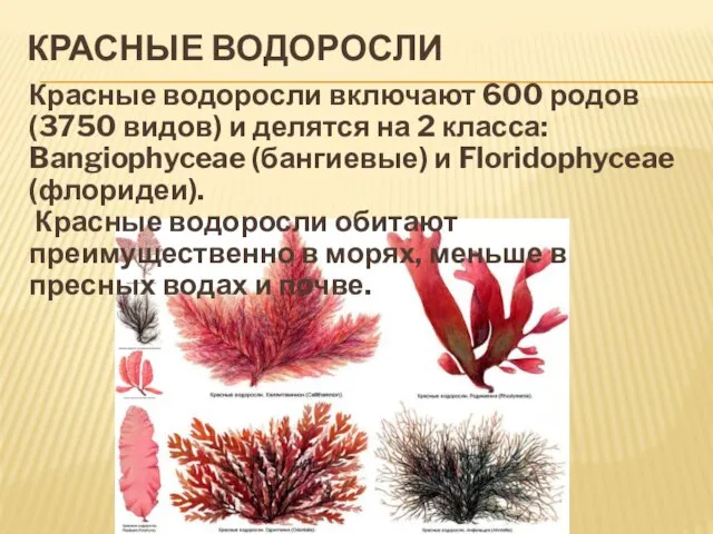 Красные водоросли Красные водоросли включают 600 родов (3750 видов) и делятся на