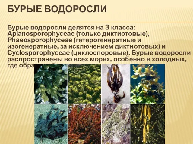 Бурые водоросли Бурые водоросли делятся на 3 класса: Aplanosporophyceae (только диктиотовые), Phaeosporophyceae