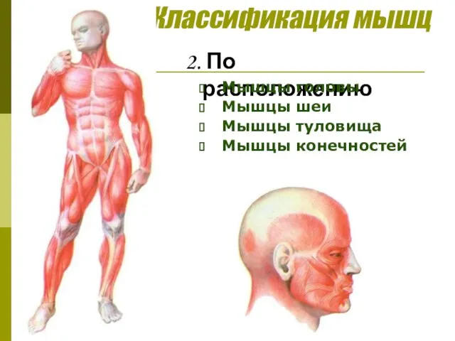 Классификация мышц 2. По расположению Мышцы головы Мышцы шеи Мышцы туловища Мышцы конечностей