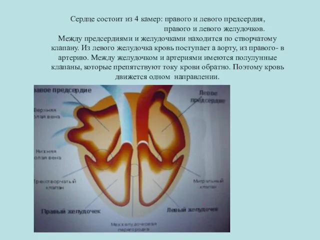 Сердце состоит из 4 камер: правого и левого предсердия, правого и левого