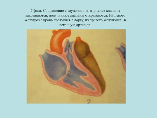 2 фаза. Сокращение желудочков: створчатые клапаны закрываются, полулунные клапаны открываются. Из левого