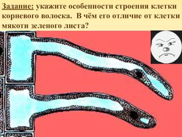 Задание: укажите особенности строения клетки корневого волоска. В чём его отличие от клетки мякоти зеленого листа?