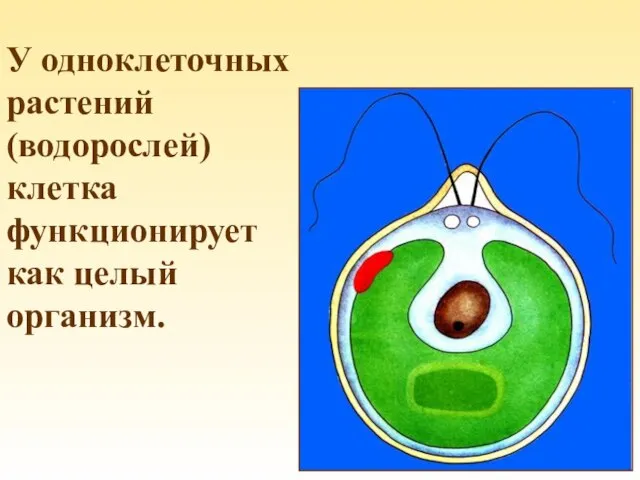 У одноклеточных растений (водорослей) клетка функционирует как целый организм.