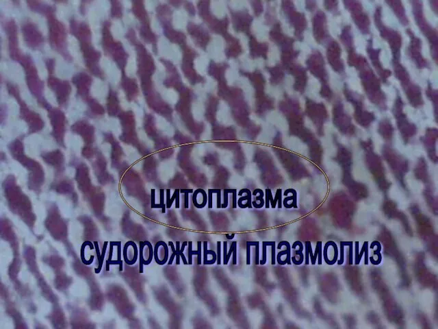 Я в движенье нахожусь Я верчусь, сную, кручусь, Соль дадите – Ждите