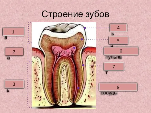 Строение зубов Коронка Шейка Корень Зубная пульпа Дентин Эмаль 2 3 1