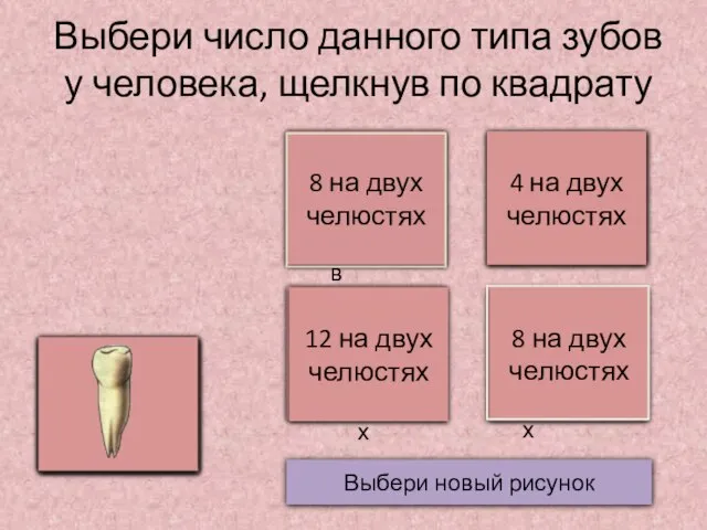 Выбери число данного типа зубов у человека, щелкнув по квадрату Выбери новый