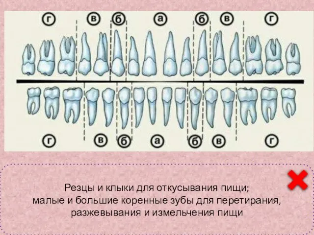 Классификация зубов а – резцы; б – клыки; в- малые коренные; г