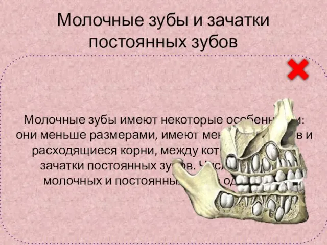 Молочные зубы и зачатки постоянных зубов