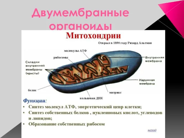 Двумембранные органоиды Сусанинская средняя школа учитель биологии Карпушева Анна Эдуардовна