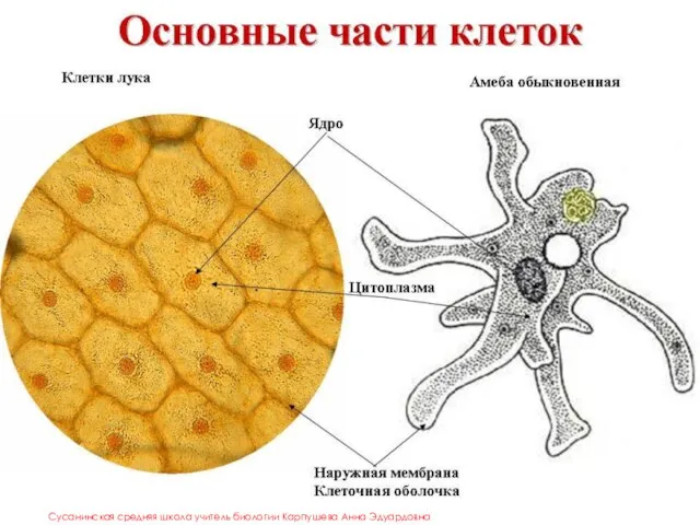 Сусанинская средняя школа учитель биологии Карпушева Анна Эдуардовна