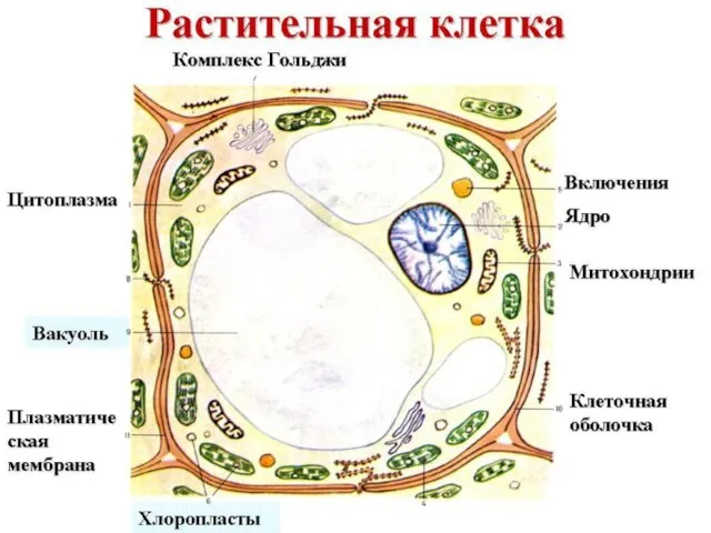 Сусанинская средняя школа учитель биологии Карпушева Анна Эдуардовна