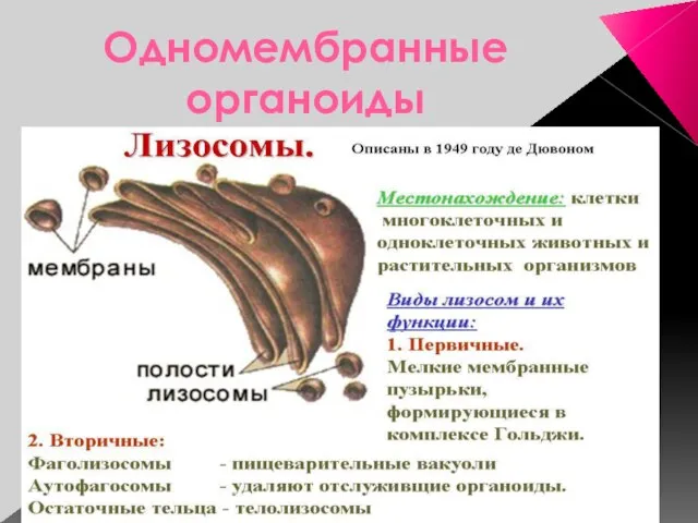 Одномембранные органоиды Сусанинская средняя школа учитель биологии Карпушева Анна Эдуардовна