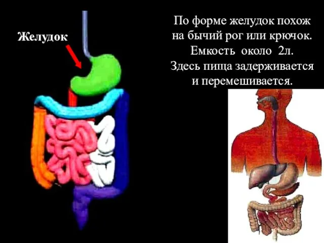 Желудок По форме желудок похож на бычий рог или крючок. Емкость около