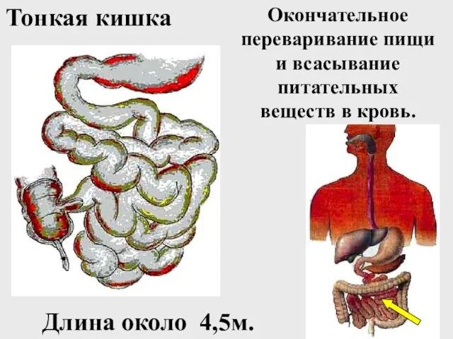 Окончательное переваривание пищи и всасывание питательных веществ в кровь. Тонкая кишка Длина около 4,5м.