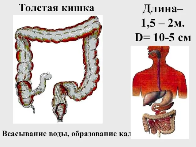 Толстая кишка Длина– 1,5 – 2м. D= 10-5 см Всасывание воды, образование кала