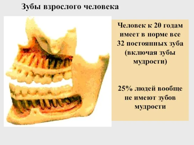 Зубы взрослого человека Человек к 20 годам имеет в норме все 32