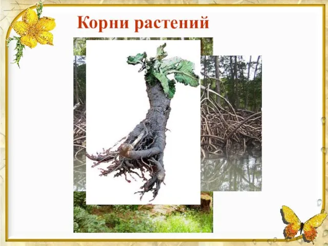 Корни растений