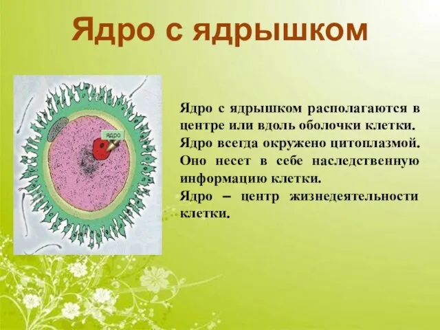 Ядро с ядрышком Ядро с ядрышком располагаются в центре или вдоль оболочки