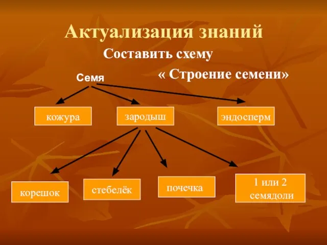 Актуализация знаний Составить схему « Строение семени» Семя кожура зародыш эндосперм корешок