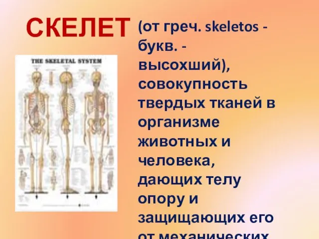 СКЕЛЕТ - (от греч. skeletos - букв. - высохший), совокупность твердых тканей