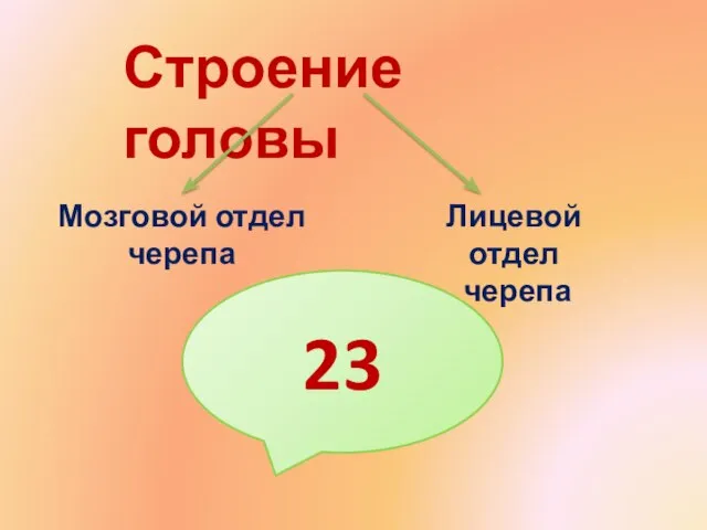 Строение головы Мозговой отдел черепа Лицевой отдел черепа 23