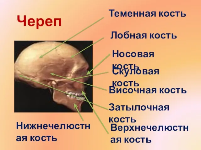 Теменная кость Височная кость Лобная кость Затылочная кость Носовая кость Верхнечелюстная кость