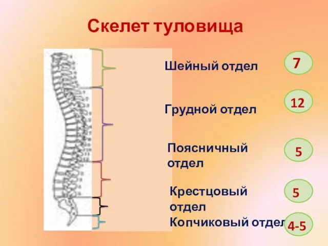 Скелет туловища Шейный отдел Грудной отдел Поясничный отдел Крестцовый отдел Копчиковый отдел